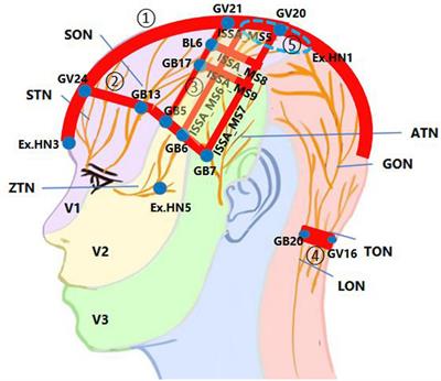 Neural control of cerebral blood flow: scientific basis of scalp acupuncture in treating brain diseases